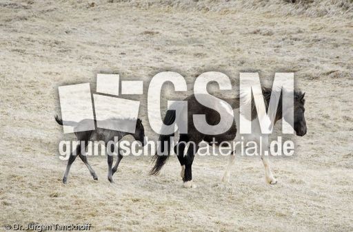 Islandpferde (10 von 50).jpg